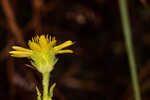 Pineland goldenaster